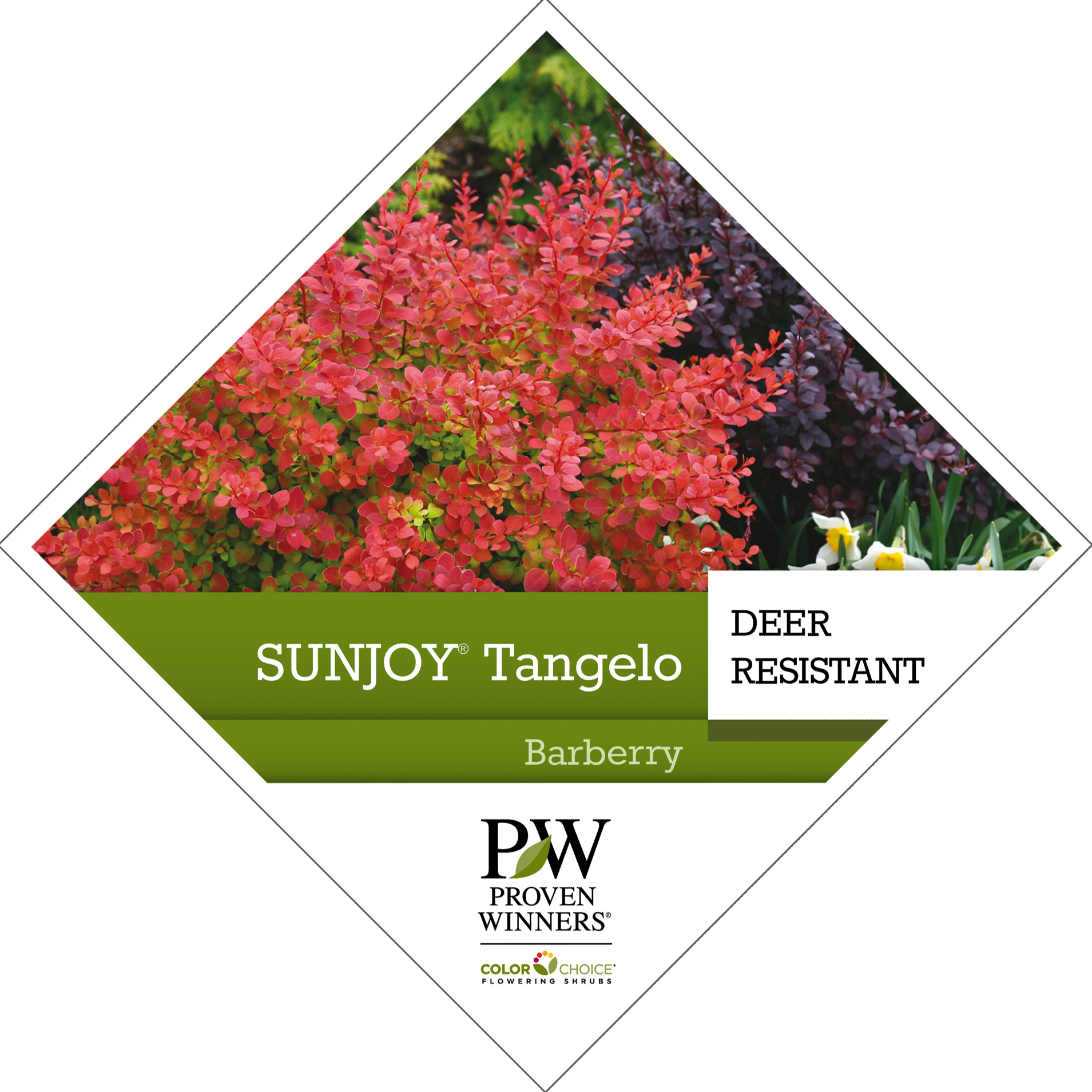 Preview of Sunjoy® Tangelo Berberis PDF