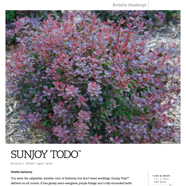 Preview of Sunjoy Todo® spec sheet PDF