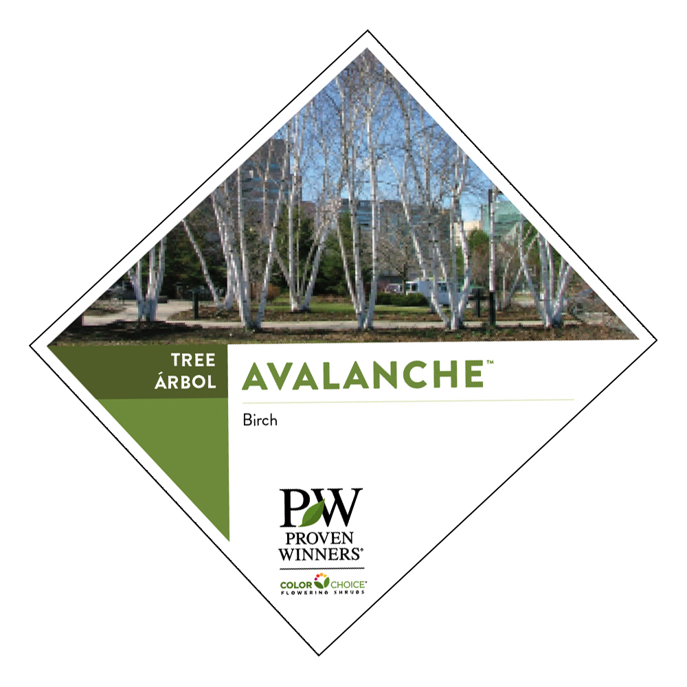 Preview of Avalanche™ Betula Tag PDF