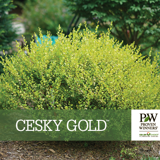 Preview of Cesky Gold® Betula benchcard PDF