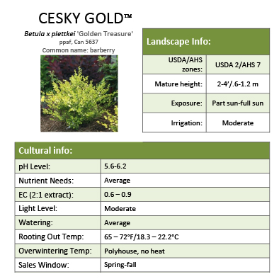 Preview of Cesky Gold® Betula grower sheet PDF