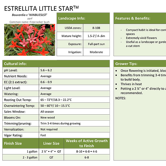 Preview of Estrellita Little Star™ Bouvardia Grower Sheet PDF