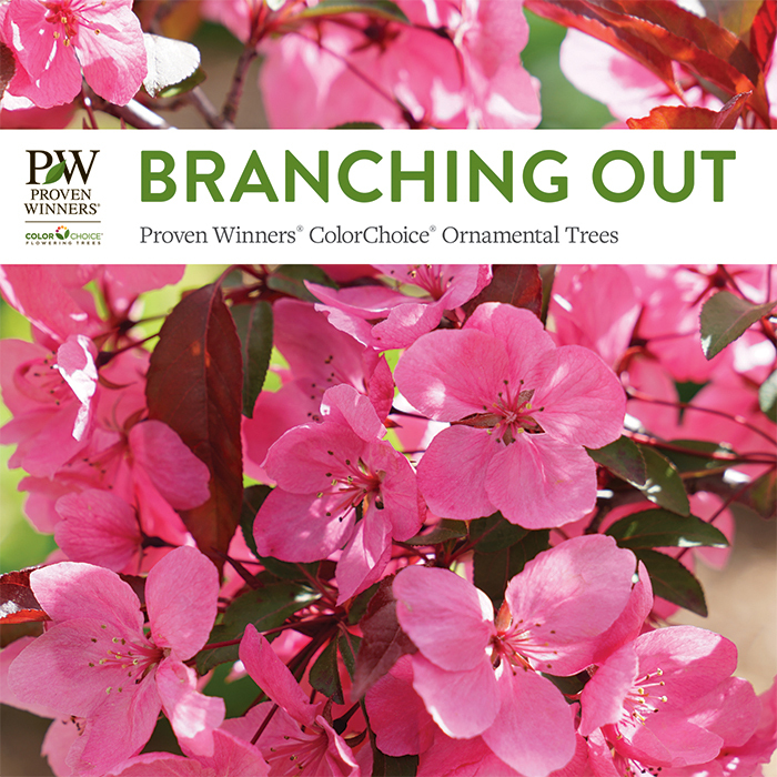 Preview of Branching Out - Proven Winners ColorChoice Ornamental Trees PDF