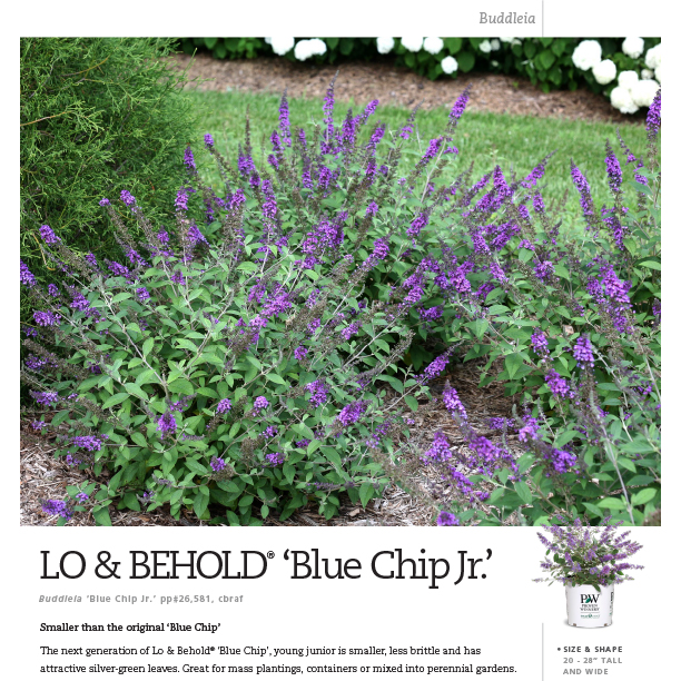 Preview of Lo & Behold® ‘Blue Chip Jr.’ Buddleia spec sheet PDF