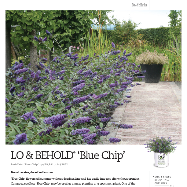 Preview of Lo & Behold® ‘Blue Chip’ Buddleia spec sheet PDF