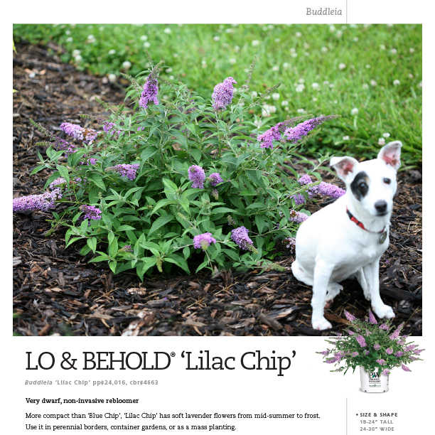 Preview of Lo & Behold® ‘Lilac Chip’ Buddleia spec sheet PDF