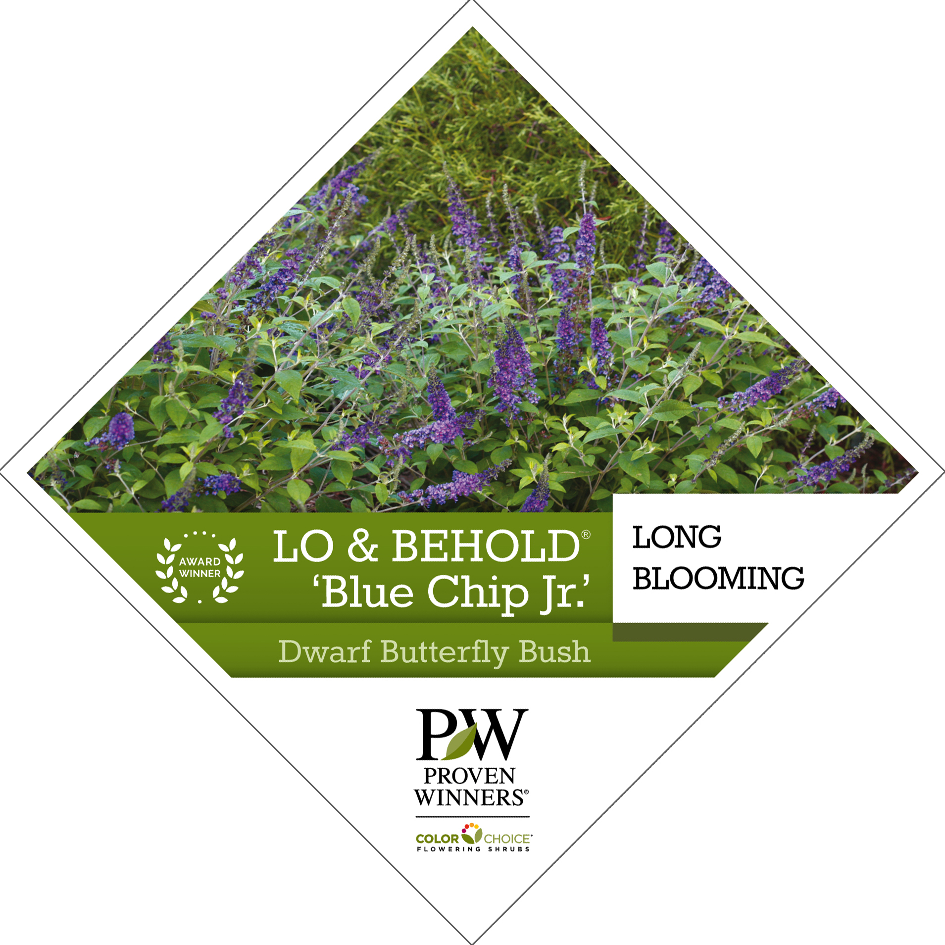 Preview of Lo & Behold® ‘Blue Chip Jr.’ Buddleia PDF