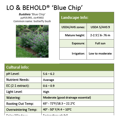 Preview of Lo & Behold® ‘Blue Chip’ Buddleia grower sheet PDF