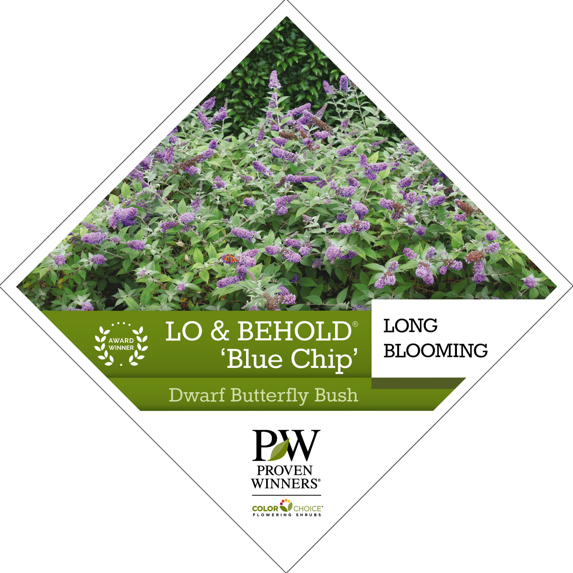 Preview of Lo & Behold® ‘Blue Chip’ Buddleia tag PDF