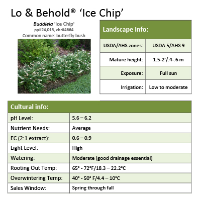 Preview of Lo & Behold® ‘Ice Chip’ Buddleia PDF