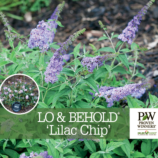 Preview of Lo & Behold® ‘Lilac Chip’ Buddleia benchcard PDF