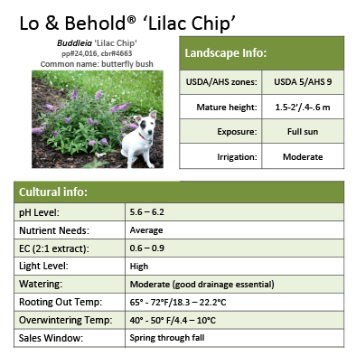 Preview of Lo & Behold® ‘Lilac Chip’ Buddleia grower sheet PDF