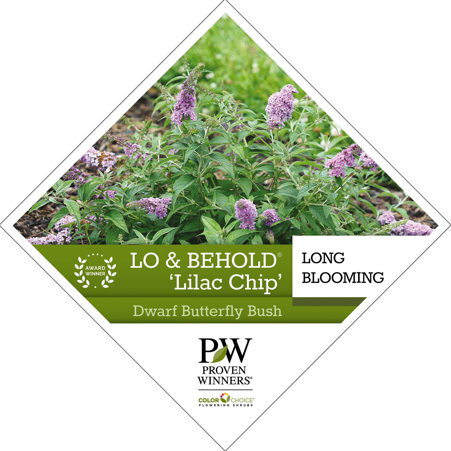 Preview of Lo & Behold® ‘Lilac Chip’ Buddleia PDF