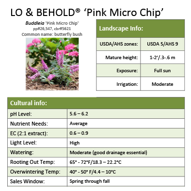 Preview of Lo & Behold® ‘Pink Micro Chip’ Buddleia grower sheet PDF