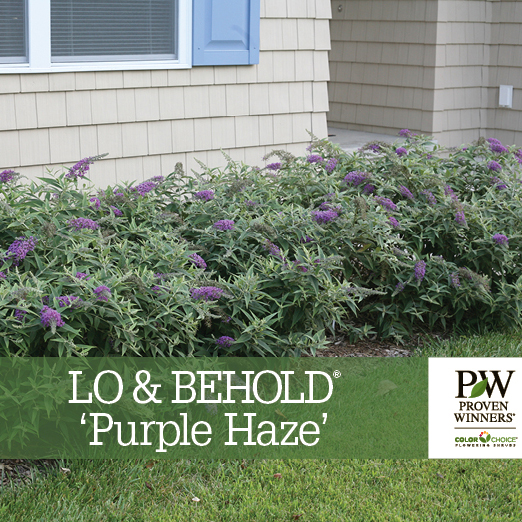 Preview of Lo & Behold® ‘Purple Haze’ Buddleia benchcard PDF