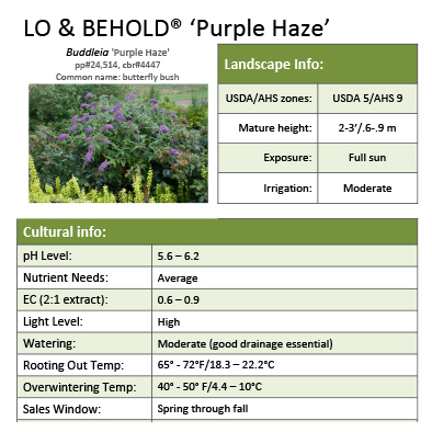 Preview of Lo & Behold® ‘Purple Haze’ Buddleia grower sheet PDF
