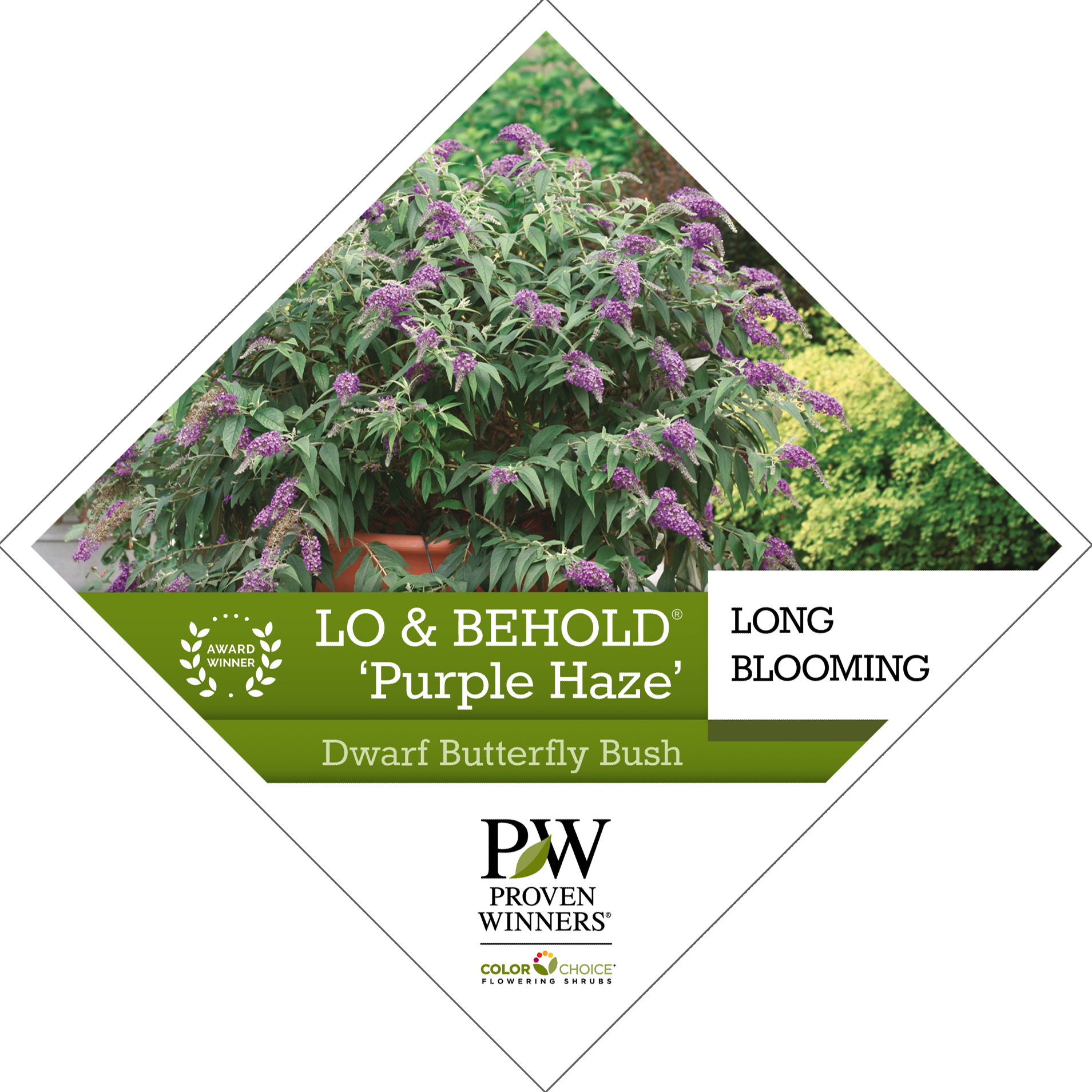 Preview of Lo & Behold® ‘Purple Haze’ Buddleia PDF