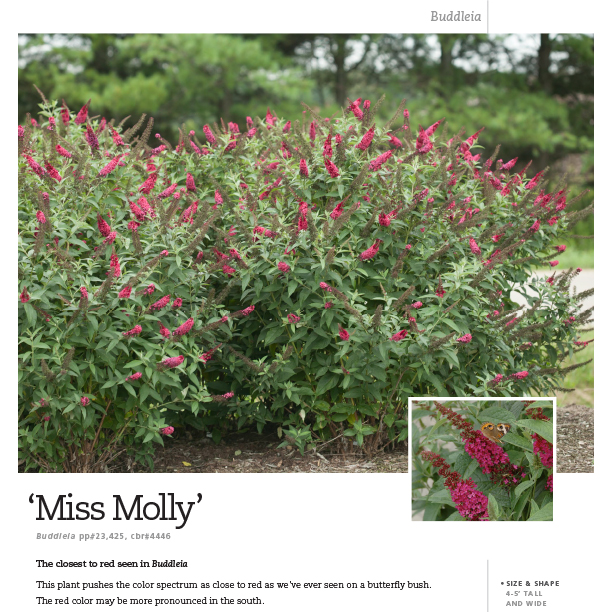 Preview of Buddleia ‘Miss Molly’ spec sheet PDF