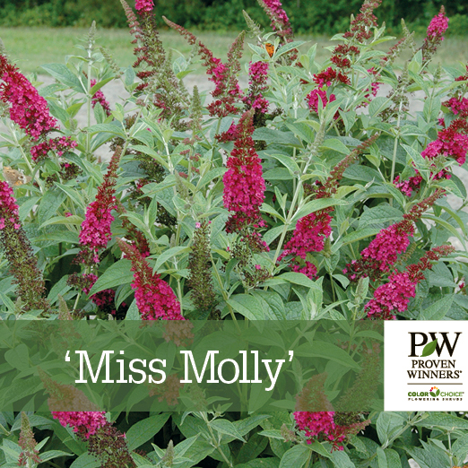 Preview of Buddleia ‘Miss Molly’ benchcard PDF