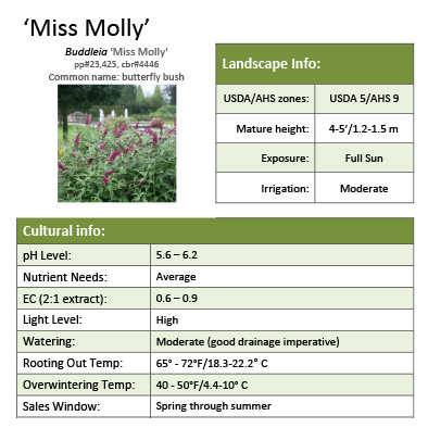 Preview of Buddleia ‘Miss Molly’ grower sheet PDF