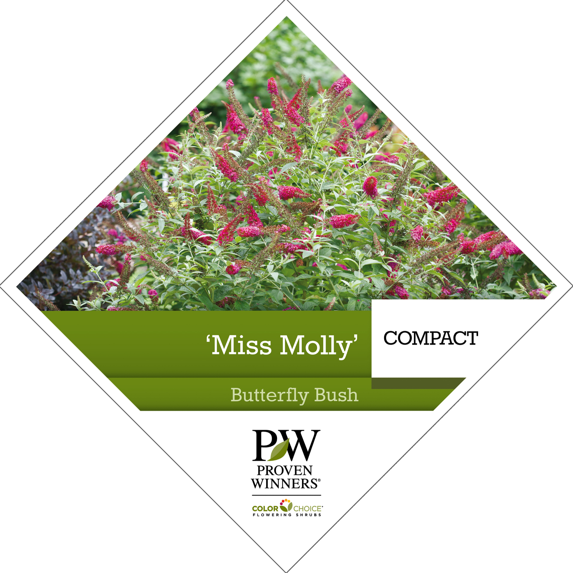 Preview of Buddleia ‘Miss Molly’ PDF