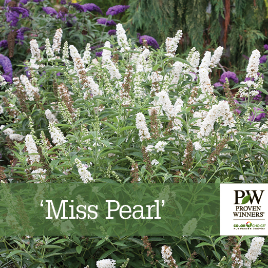 Preview of Buddleia ‘Miss Pearl’ benchcard PDF