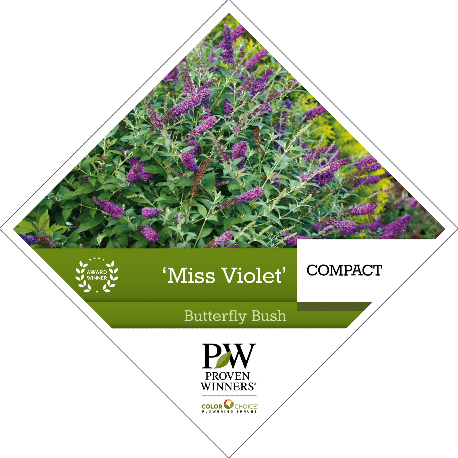 Preview of Buddleia ‘Miss Violet’  PDF