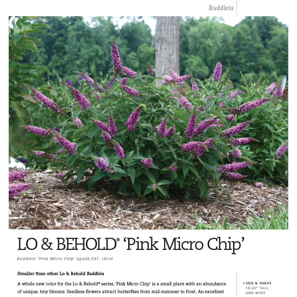 Preview of Lo & Behold® ‘Pink Micro Chip’ Buddleia spec sheet PDF