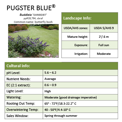 Preview of Pugster Blue® Buddleia grower sheet PDF