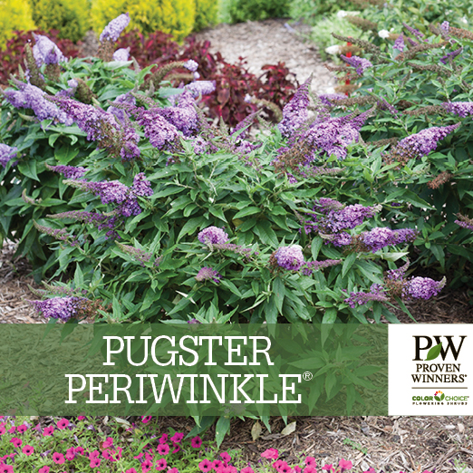 Preview of Pugster Periwinkle® Buddleia benchcard PDF