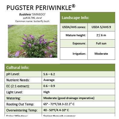 Preview of Pugster Periwinkle® Buddleia grower sheet PDF