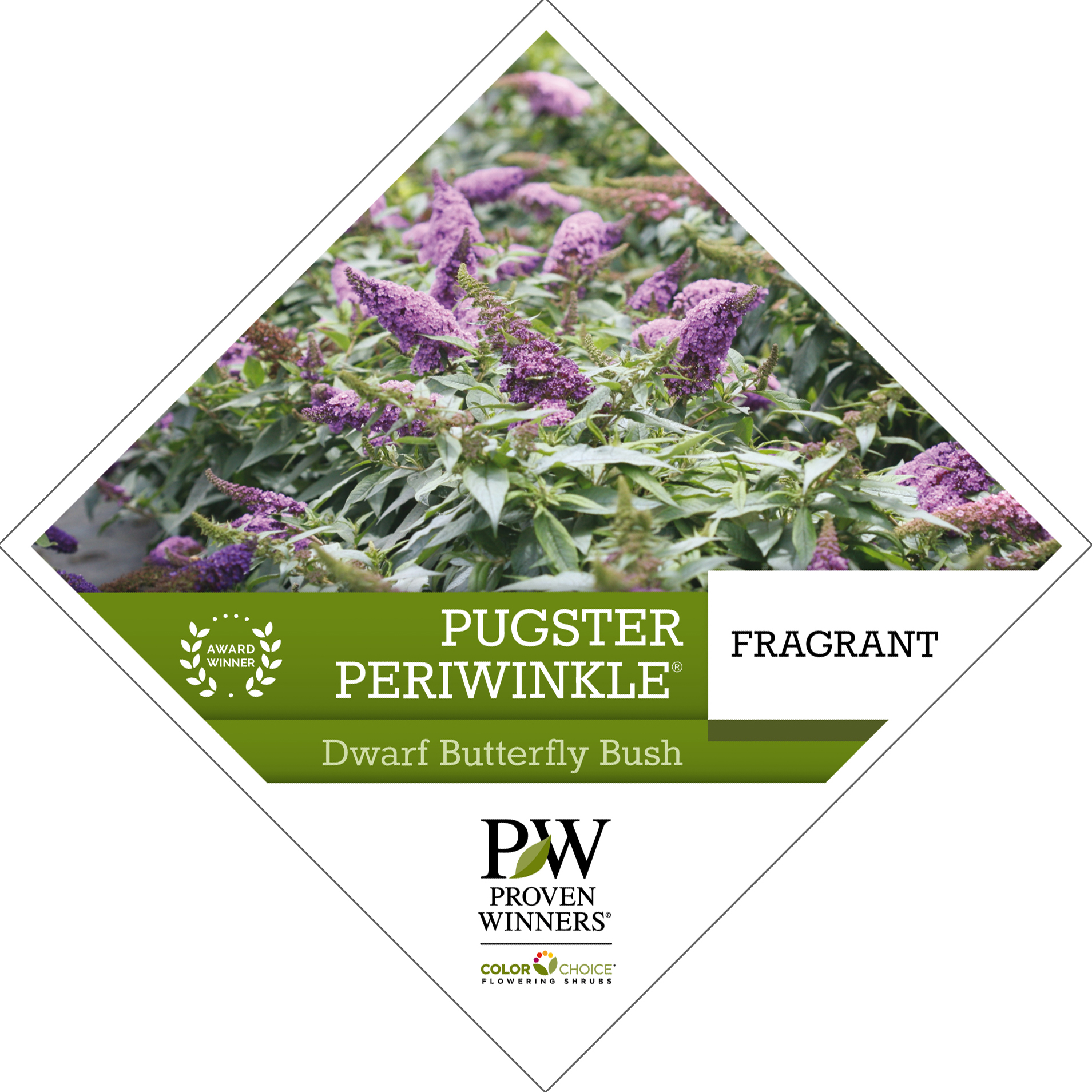 Preview of Pugster Periwinkle® Buddleia tag PDF