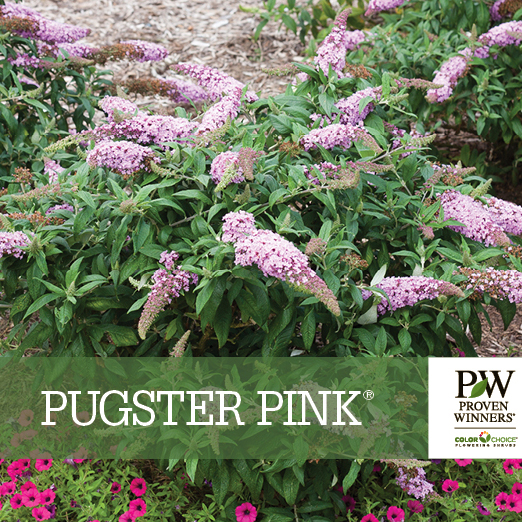 Preview of Pugster Pink® Buddleia benchcard PDF