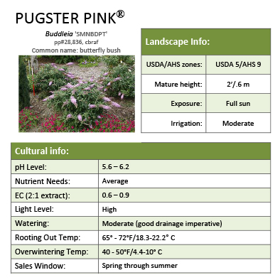 Preview of Pugster Pink® Buddleia grower sheet PDF