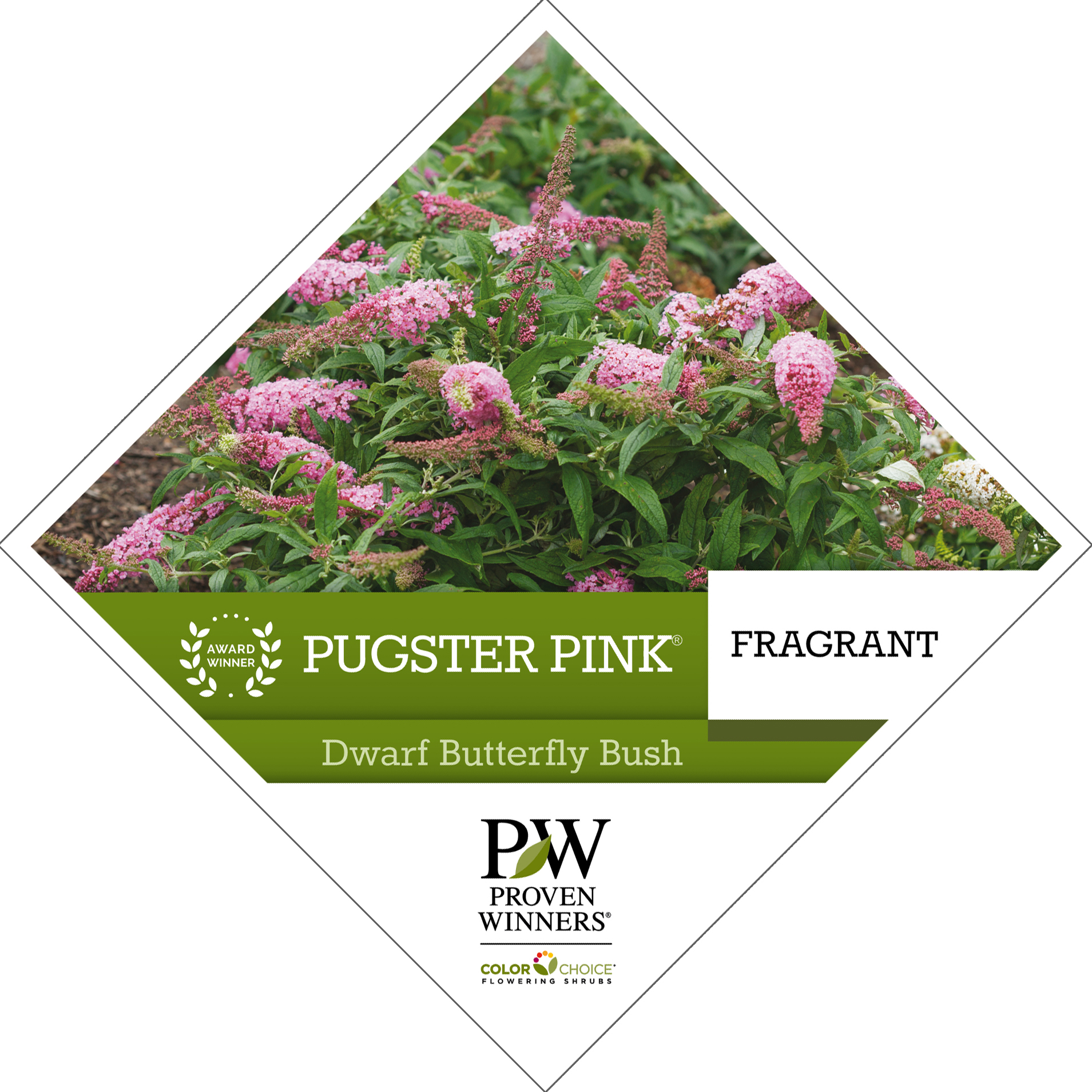 Preview of Pugster Pink® Buddleia tag PDF