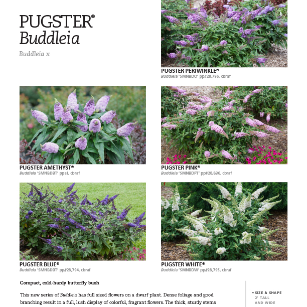 Preview of Pugster® Buddleia spec sheet PDF