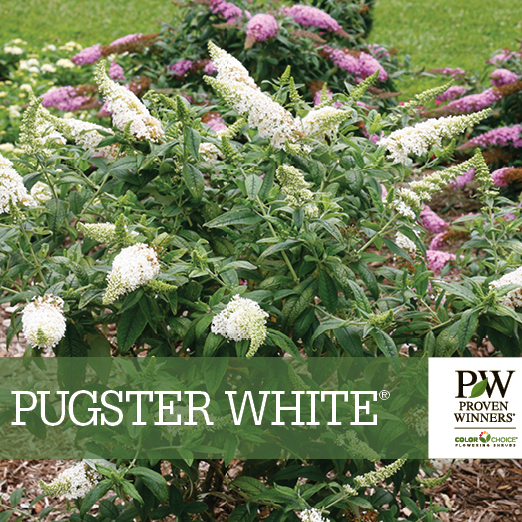 Preview of Pugster White® Buddleia benchcard PDF