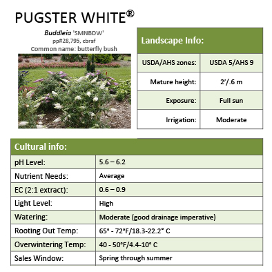Preview of Pugster White® Buddleia grower sheet PDF