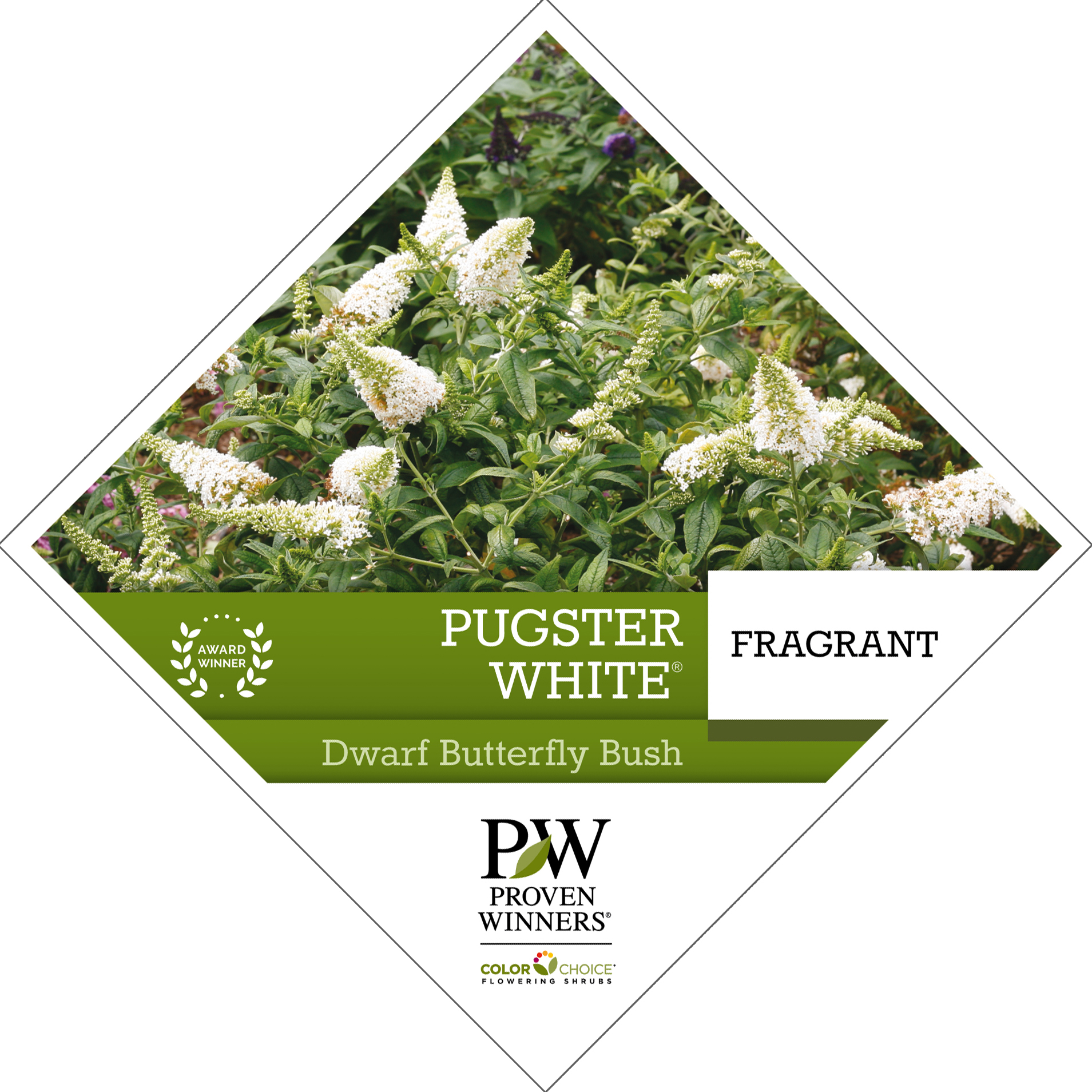 Preview of Pugster White® Buddleia tag PDF