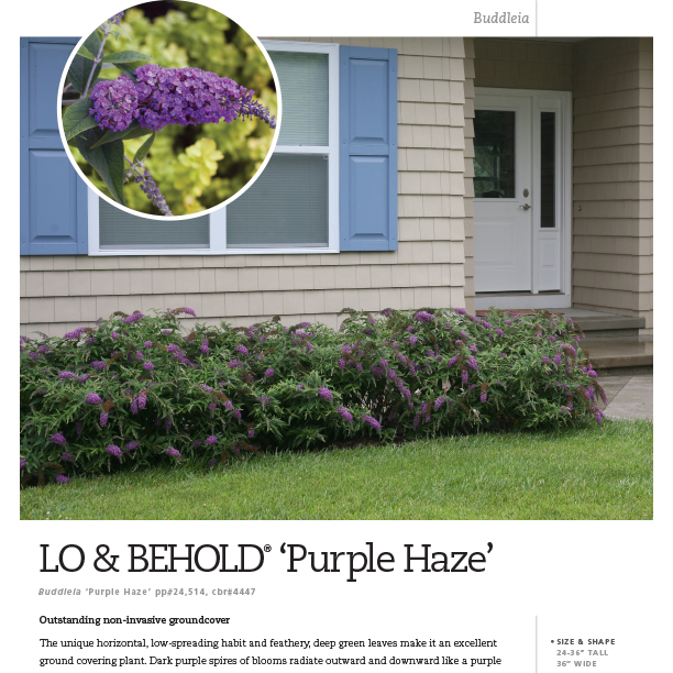Preview of Lo & Behold® ‘Purple Haze’ Buddleia spec sheet PDF