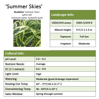 Preview of Buddleia ‘Summer Skies’ PDF
