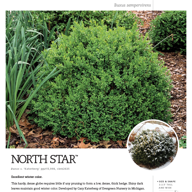 Preview of North Star® Buxus spec sheet PDF