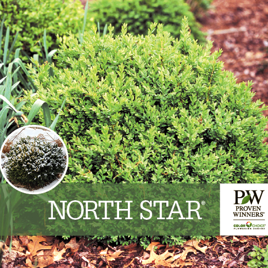 Preview of North Star® Buxus benchcard PDF