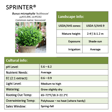 Preview of Sprinter® Buxus grower sheet PDF