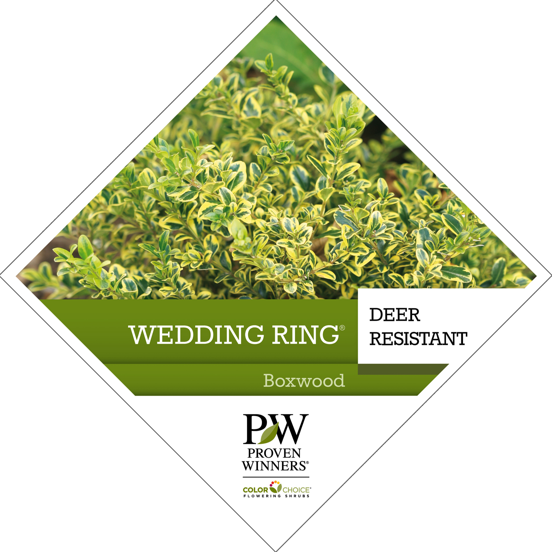 Preview of Wedding Ring® Buxus PDF
