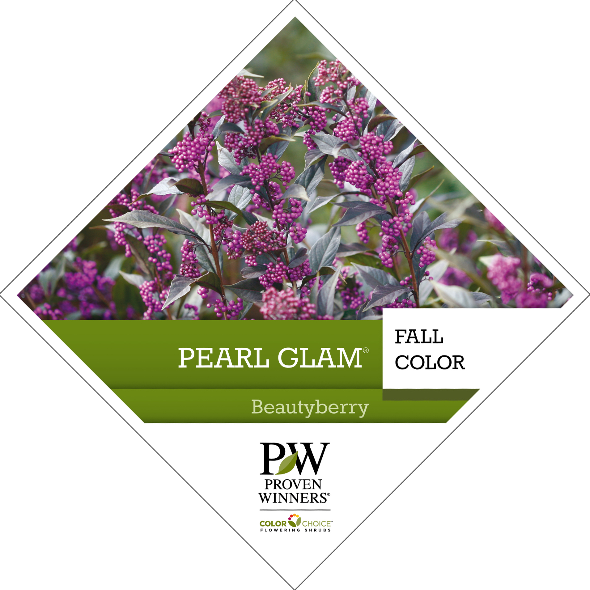 Preview of Pearl Glam® Callicarpa PDF