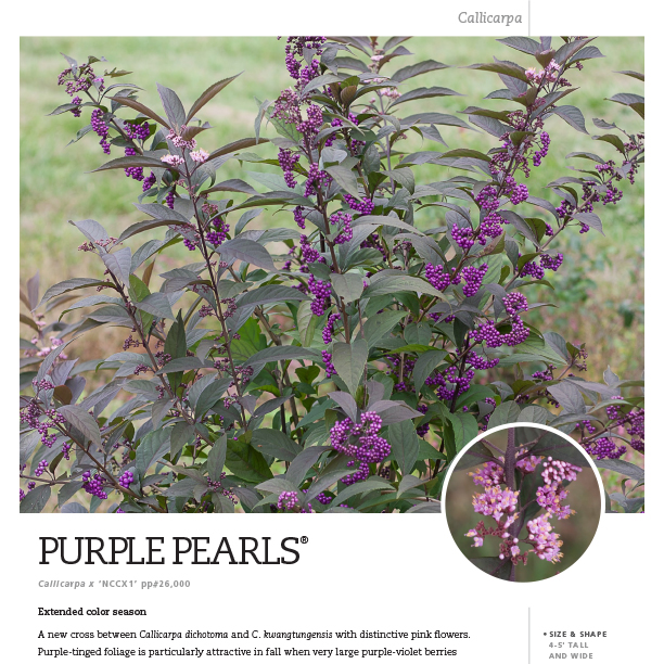 Preview of Purple Pearls® Callicarpa PDF