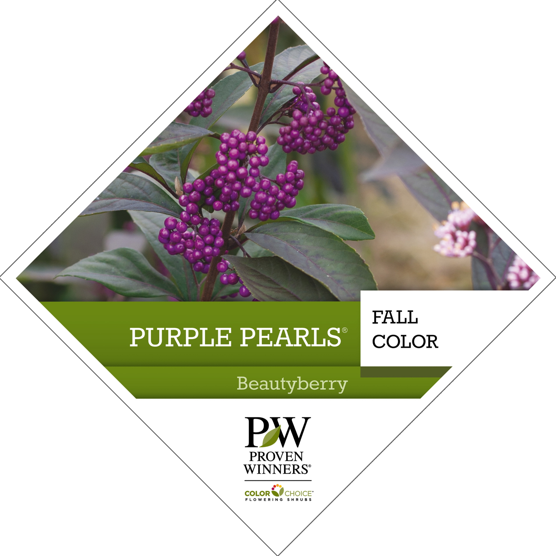 Preview of Purple Pearls® Callicarpa PDF