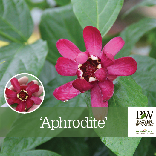 Preview of Calycanthus ‘Aphrodite’ benchcard PDF