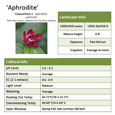 Preview of Calycanthus ‘Aphrodite’ grower sheet PDF